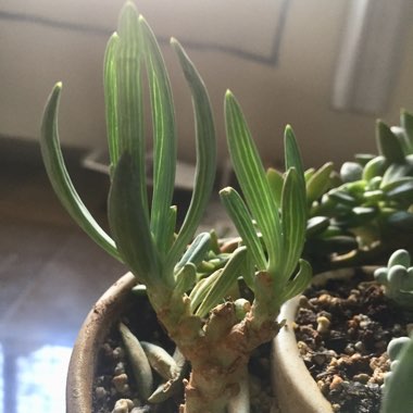 Senecio ficoides