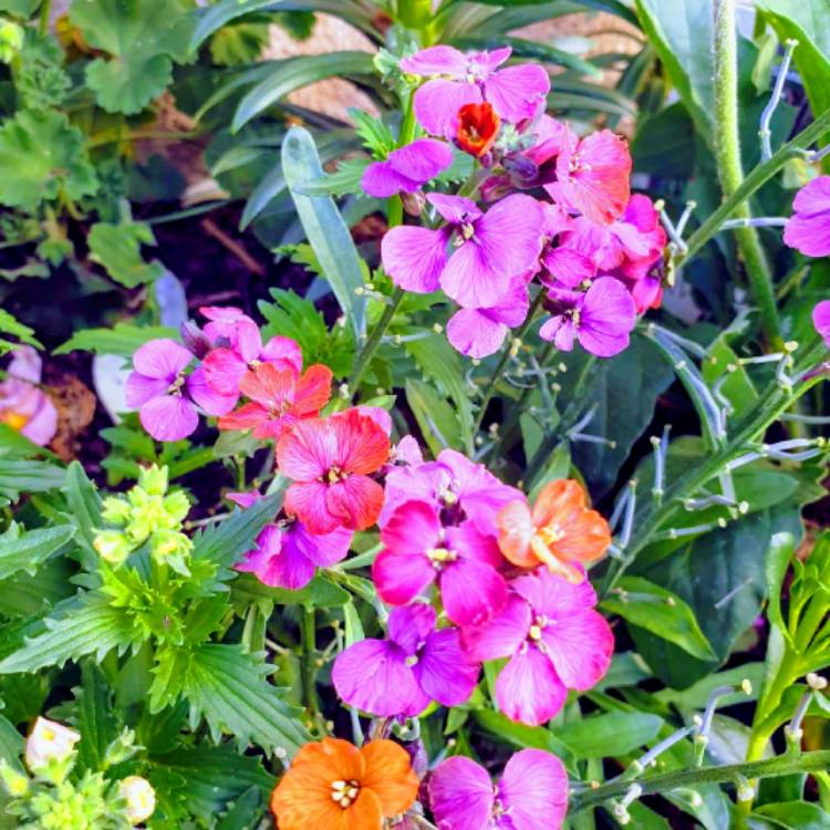Plant image Erysimum 'Red Jep'