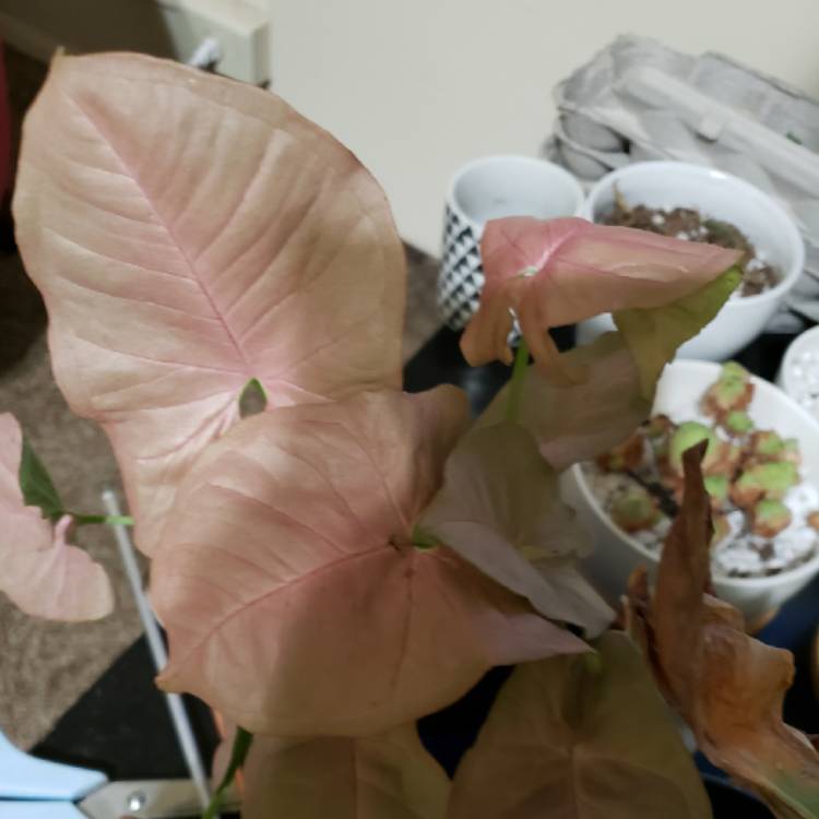 Plant image Syngonium 'Strawberry'