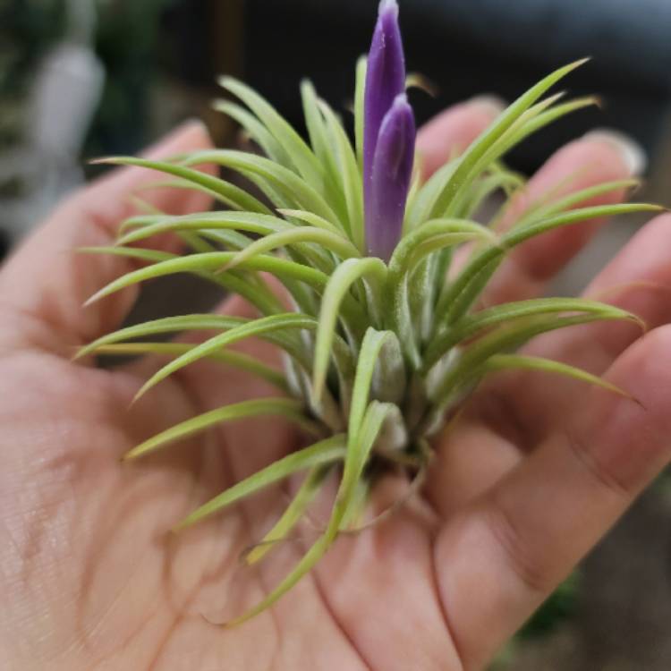 plant image 1405097
