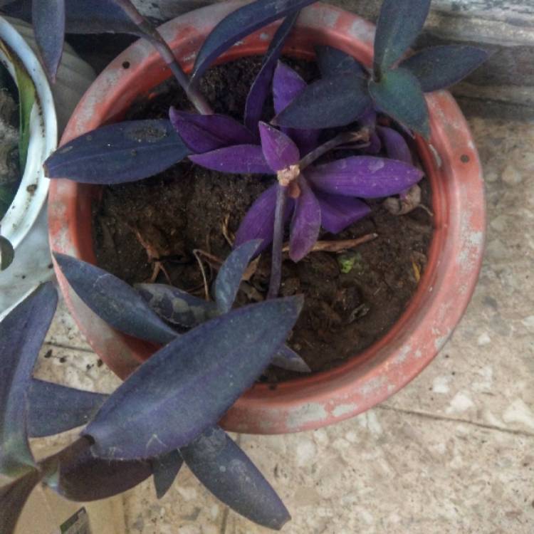 plant image 736930