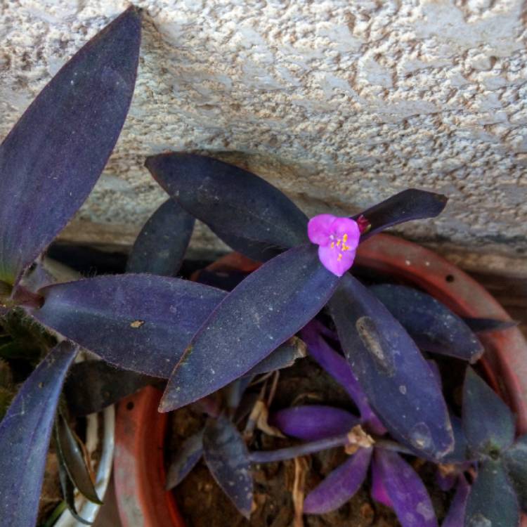 plant image 752790