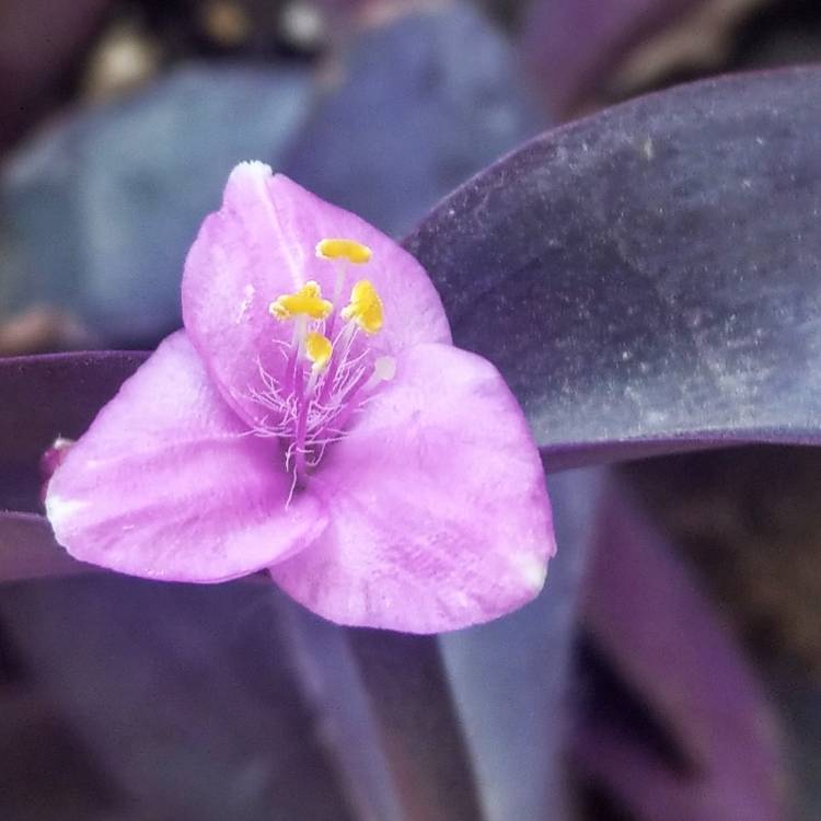 plant image 765004