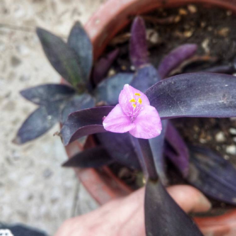 plant image 765007