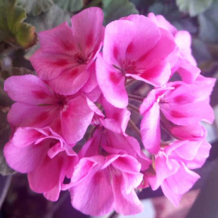 plant image 783236 plant image 783236