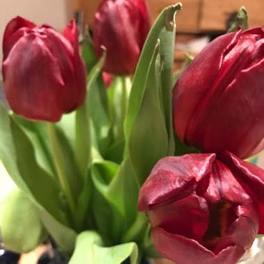 Narcissus