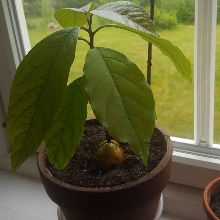 plant image 121105