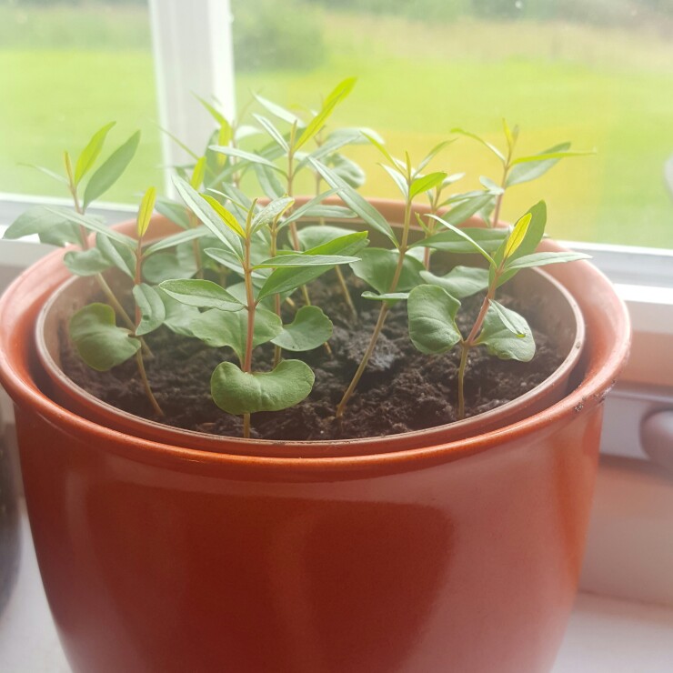 plant image 176990 plant image 176990