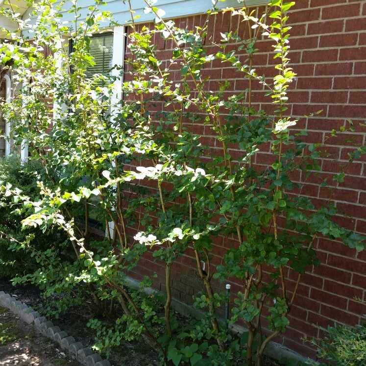 plant image 170443