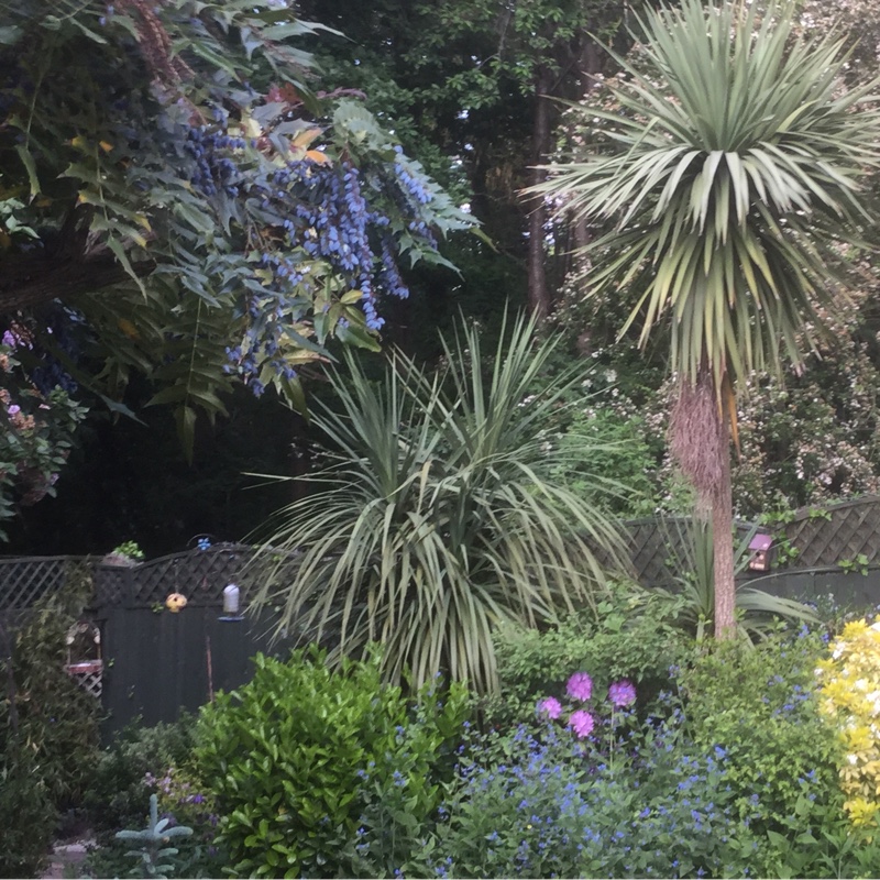 Carol's garden