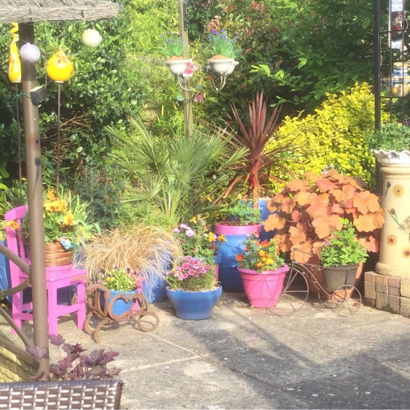 Carol's garden