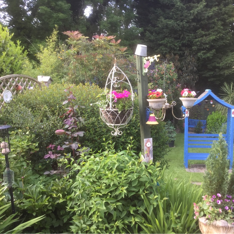 Carol's garden