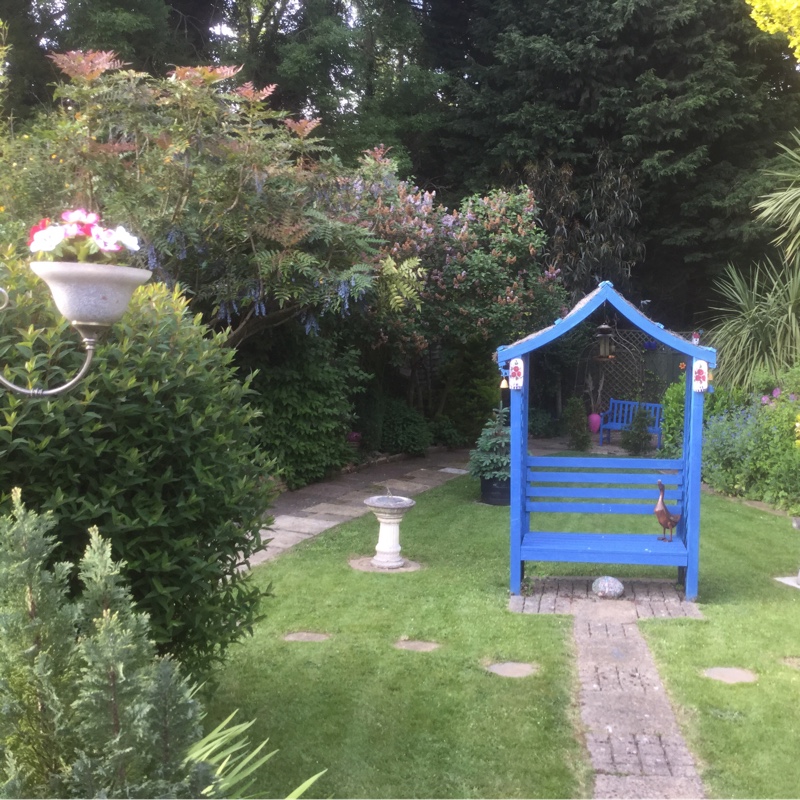 Carol's garden