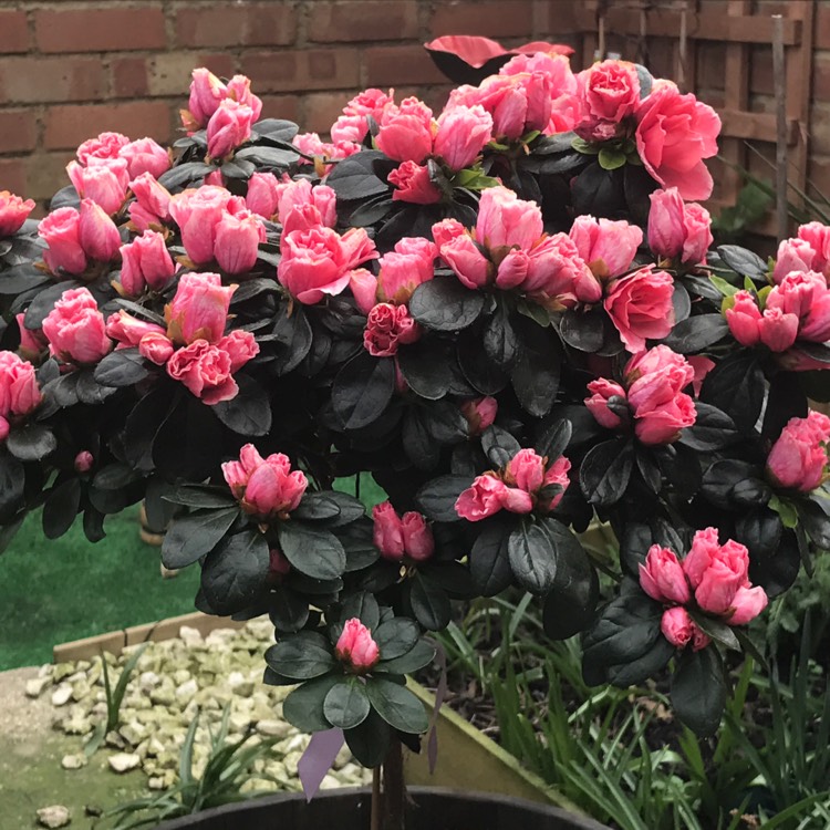 plant image 333670