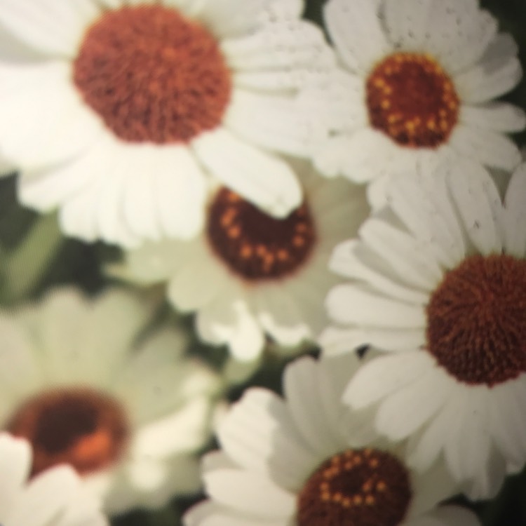 Plant image Rhodanthemum 'Casablanca' (Atlas Daisy Series)