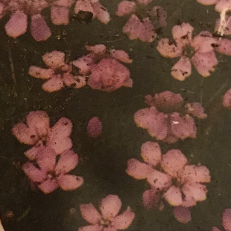 plant image 335935