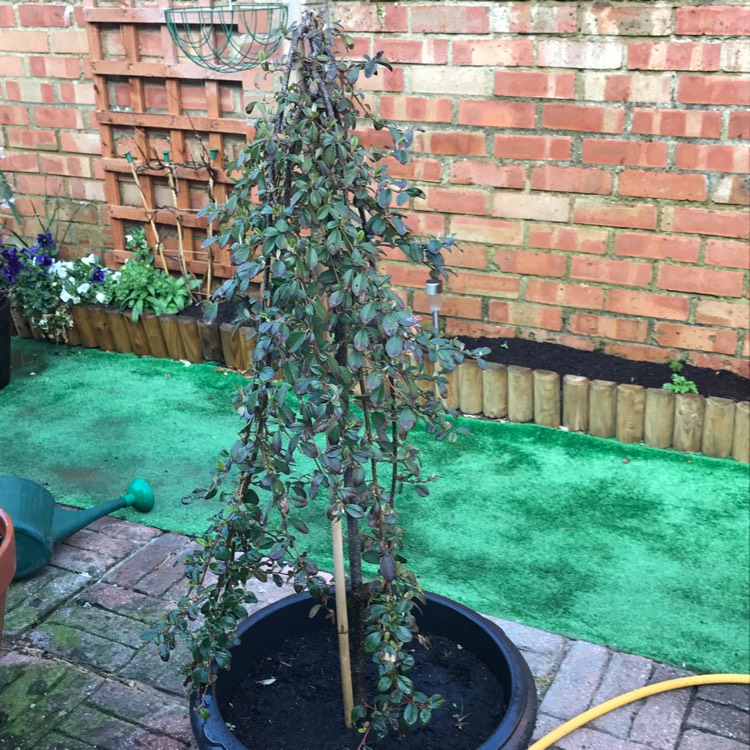 Plant image Cotoneaster dammeri