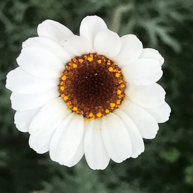 Martine's garden