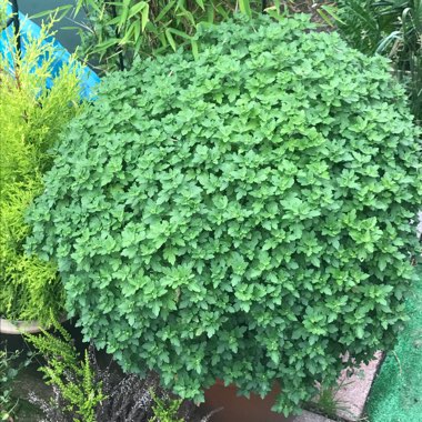 Martine's garden