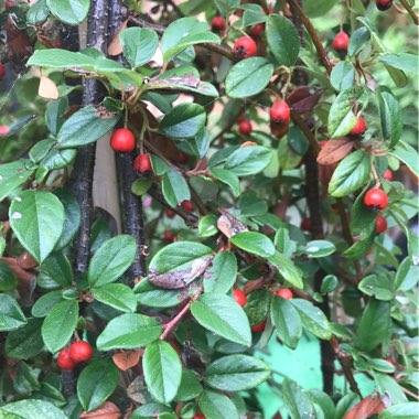 Martine's garden