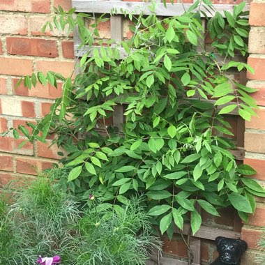 Martine's garden