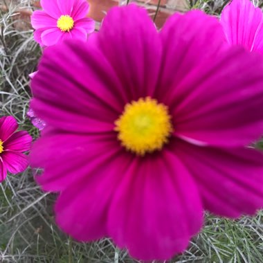 Martine's garden