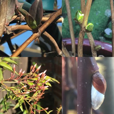Martine's garden