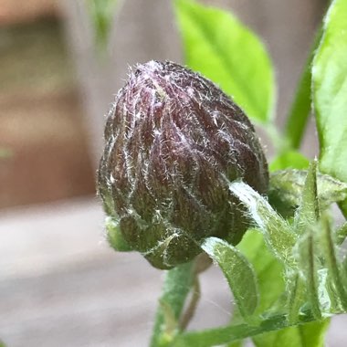 Martine's garden