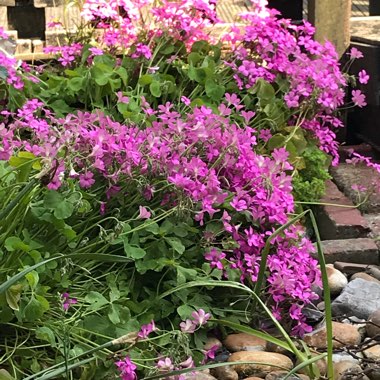 Martine's garden