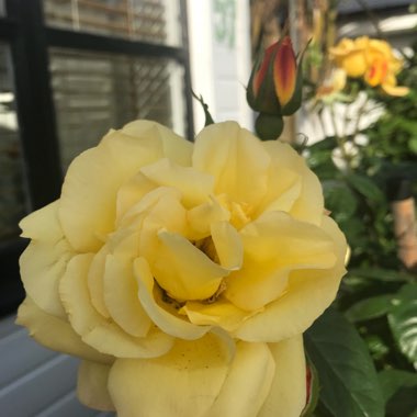 Martine's garden