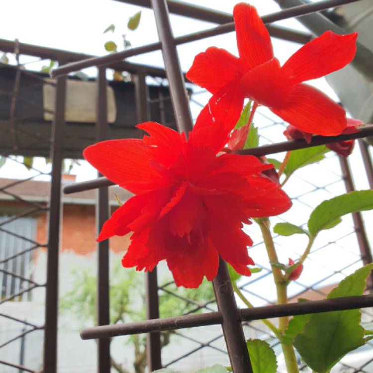 Plant image Begonia boliviensis