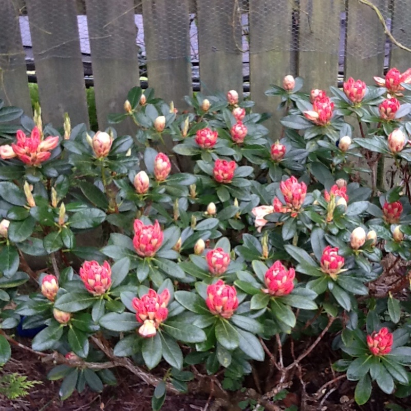 Rhododendron 'Horizon Monarch'