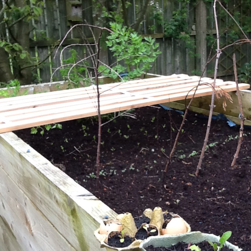 Majella's garden