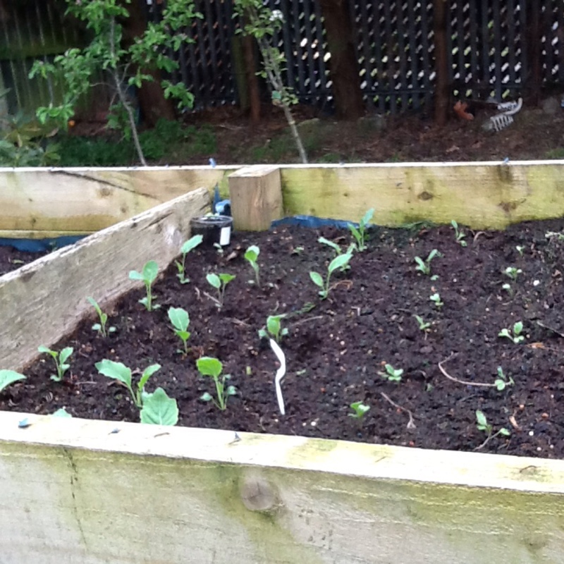 Majella's garden