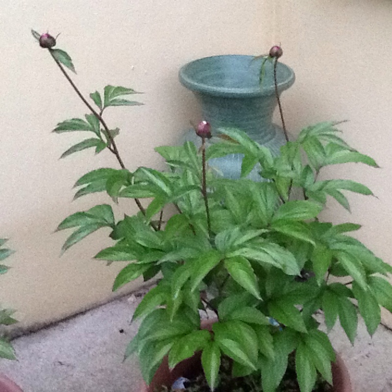 Peony