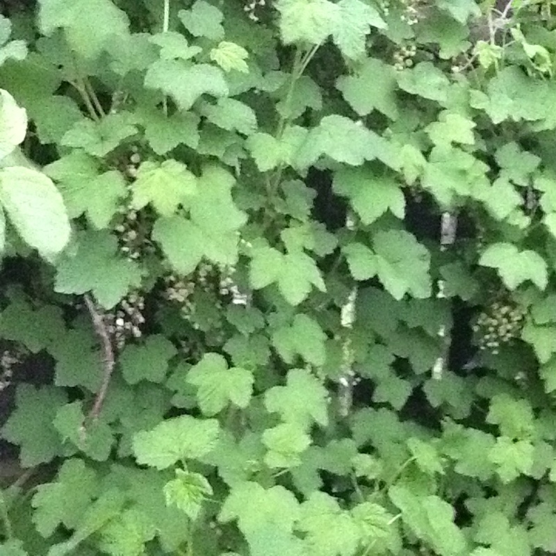 Redcurrant