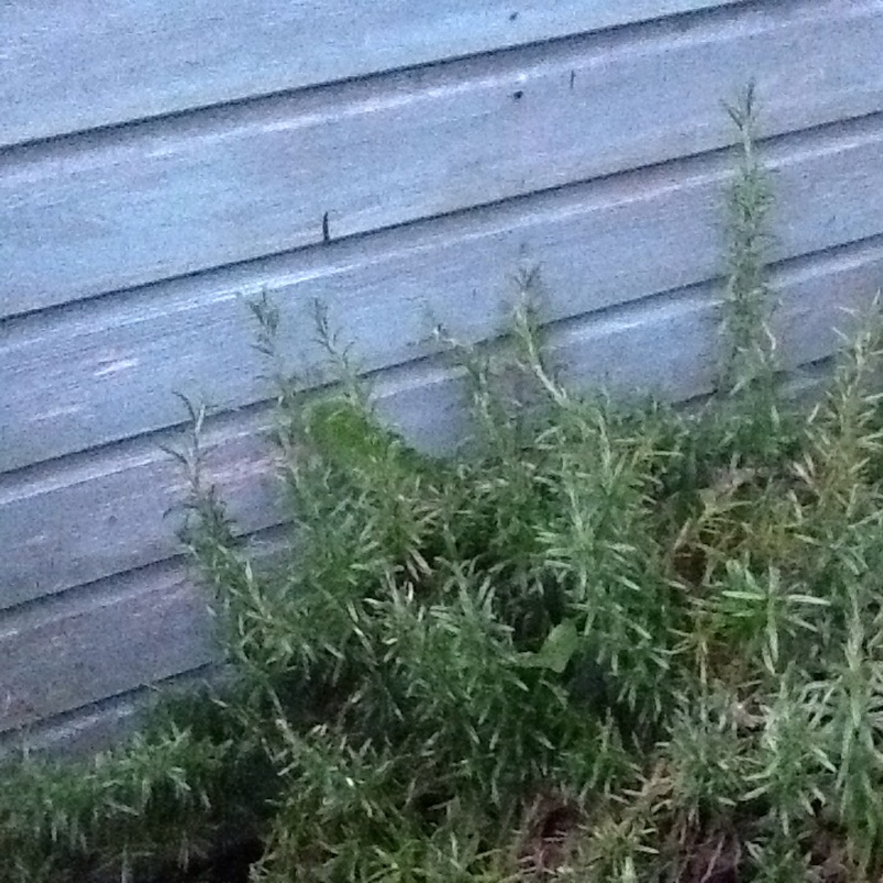Rosemary