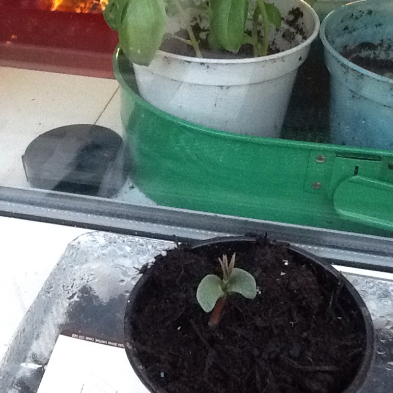 Succulent