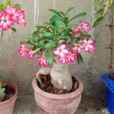 Majid's garden