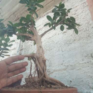 Majid's garden