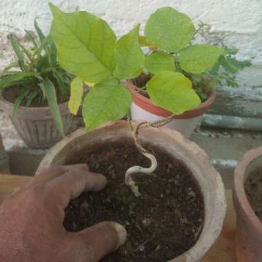 Majid's garden