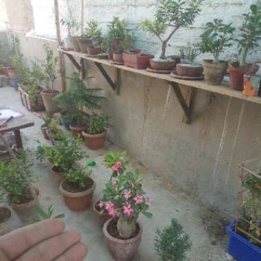 Majid's garden