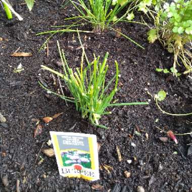Chives