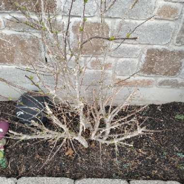 Rose Of Sharon