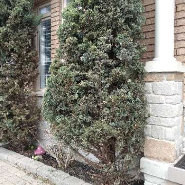 Hinoki Cypress 'Fernspray Gold'