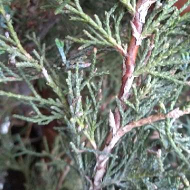 Hinoki Cypress 'Fernspray Gold'