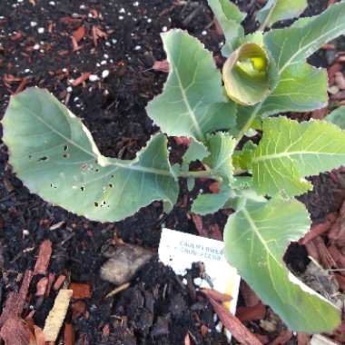 Cauliflower