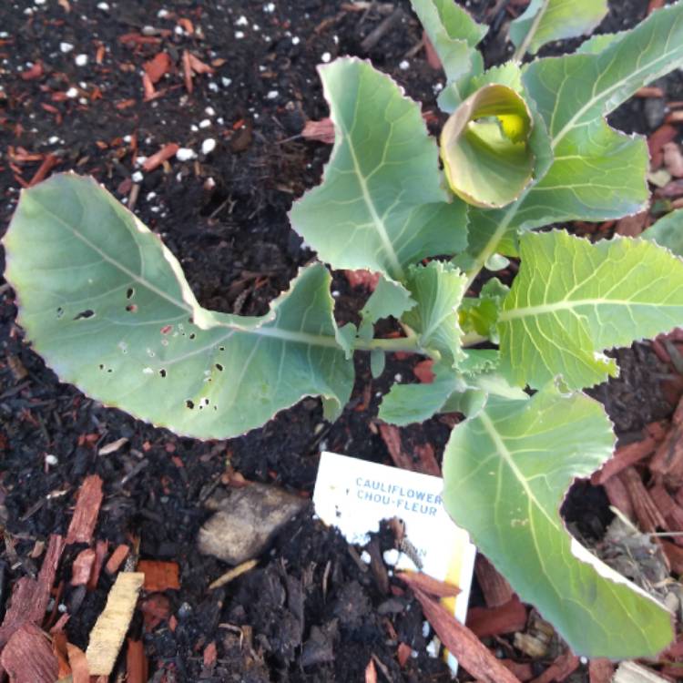 plant image 1073276