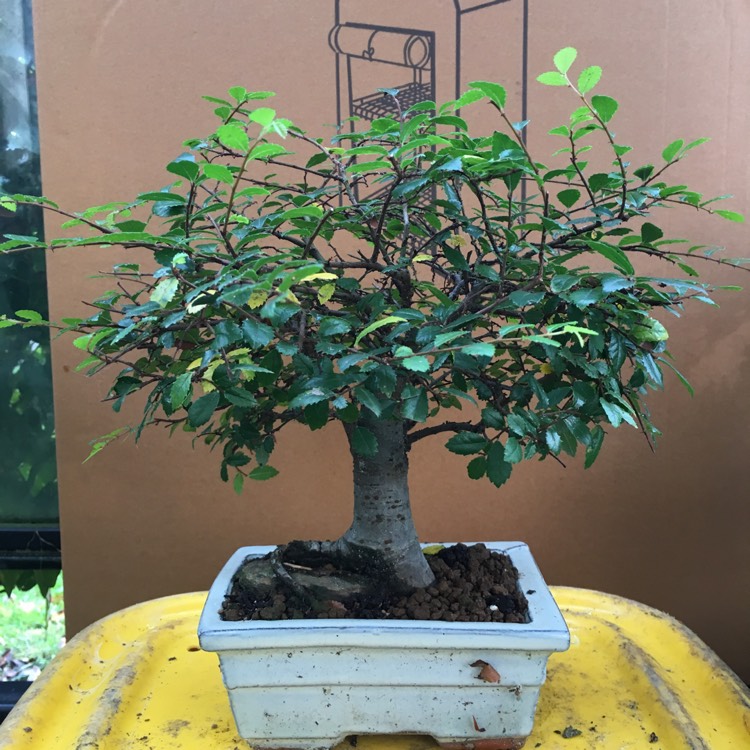 plant image 600791