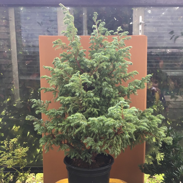 Plant image Chamaecyparis pisifera 'Curly Top'